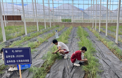 江西南昌 發(fā)展蘆筍產業(yè)助力鄉(xiāng)村振興