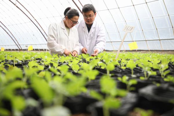 馬鈴薯良種繁育的技術創(chuàng)新 鋪就農業(yè)“小康路”