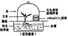 基于玉米幼苗的光合作用實驗 驗證二氧化碳的關鍵作用及其農業(yè)科研價值